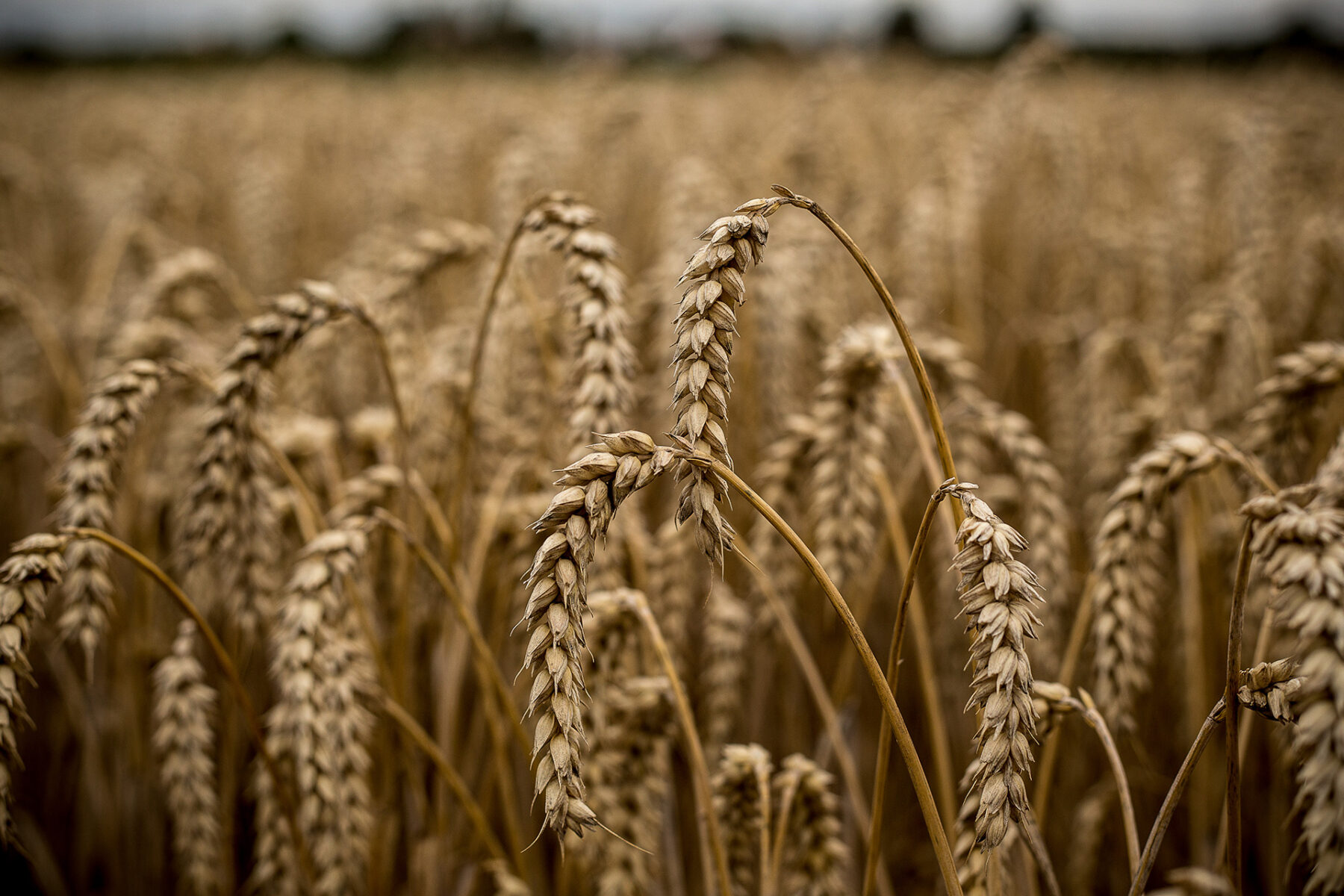 Image of a wheat field focused on wheat right in front of the camera
